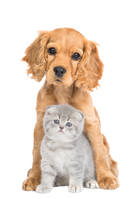 produits chiens et chats à Mézière-en-Brenn dans la Brenne 36